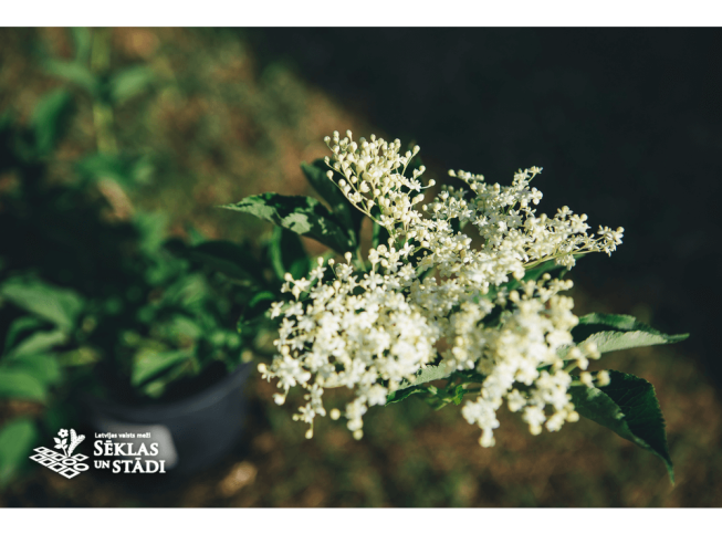 Sambucus nigra   'Haschberg'